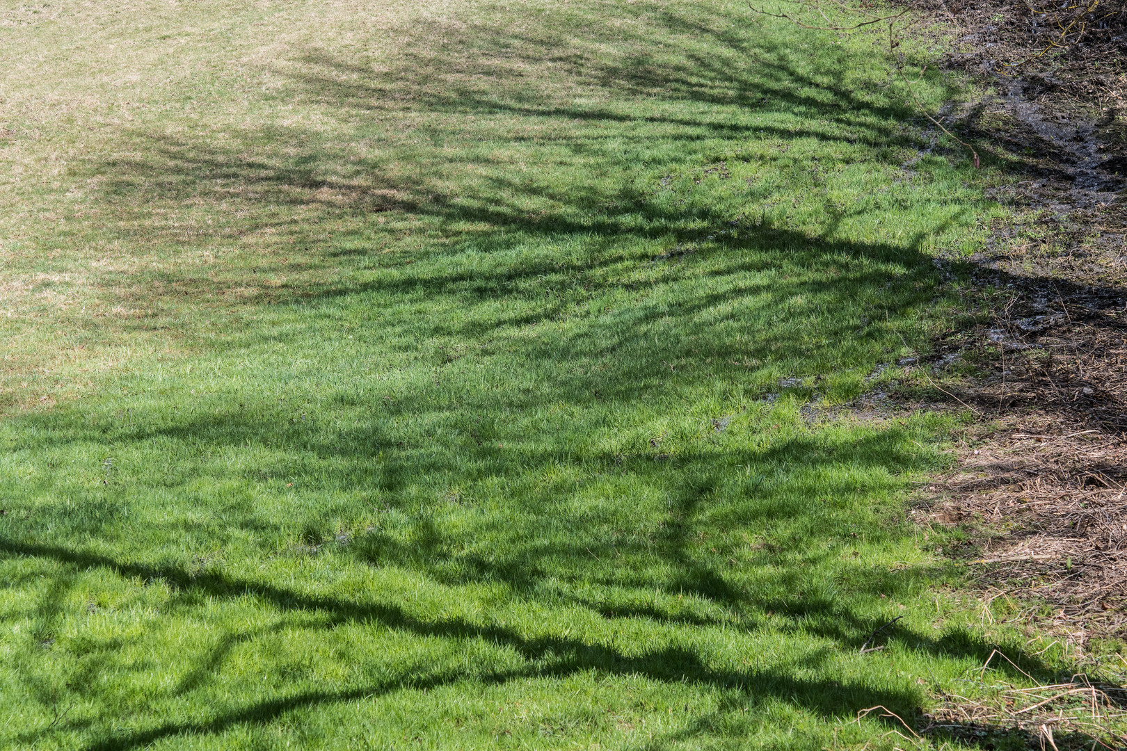 Bäume liegen auf der Wiese