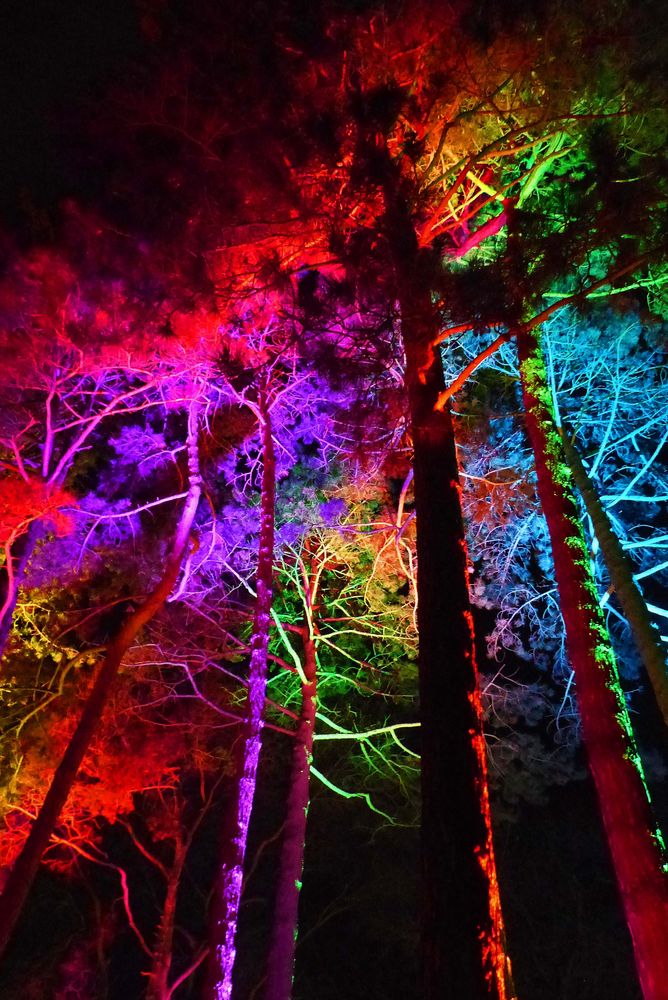 Bäume mal bunt Foto &amp; Bild | natur-kreativ, natur, bäume Bilder auf ...