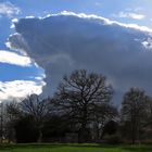 Bäume mit Gewitterwolke