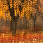 Bäume mit Herbstlaub - ICM