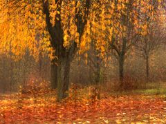 Bäume mit Herbstlaub - ICM