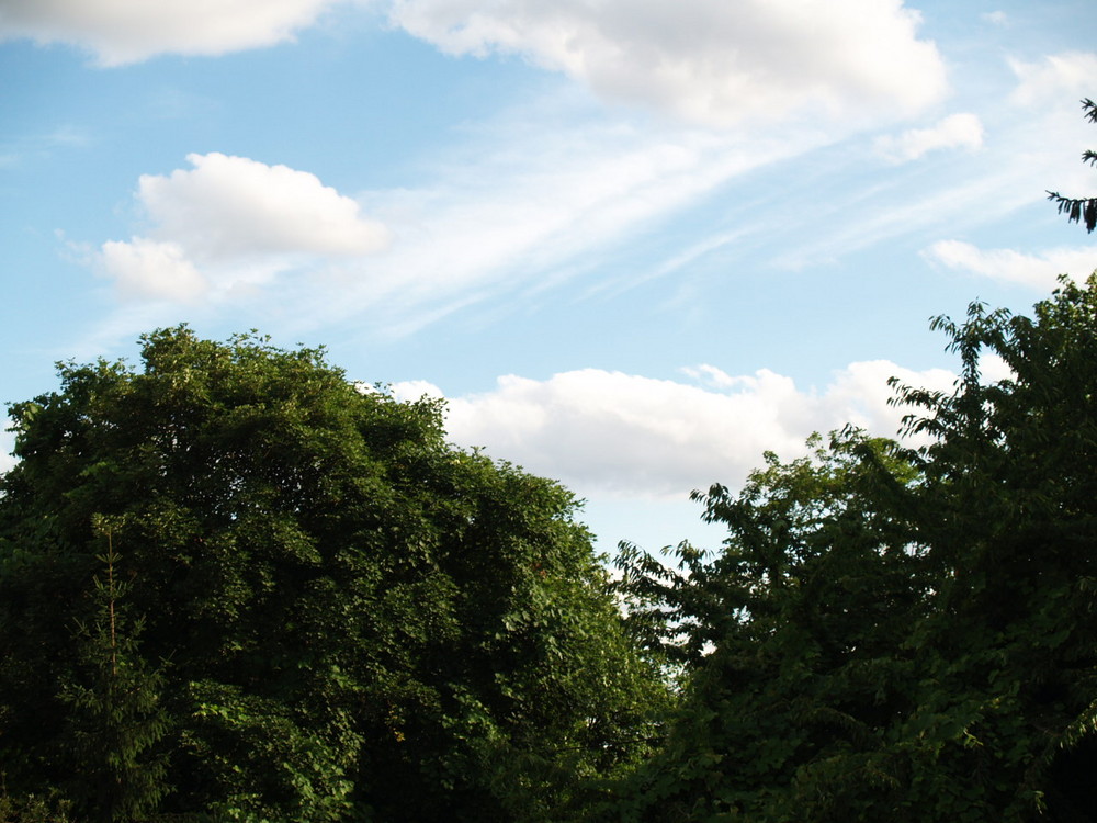 bäume mit himmel