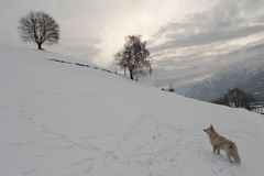 Bäume mit Hund in Winterlandschaft