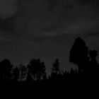 Bäume mit Nachthimmel