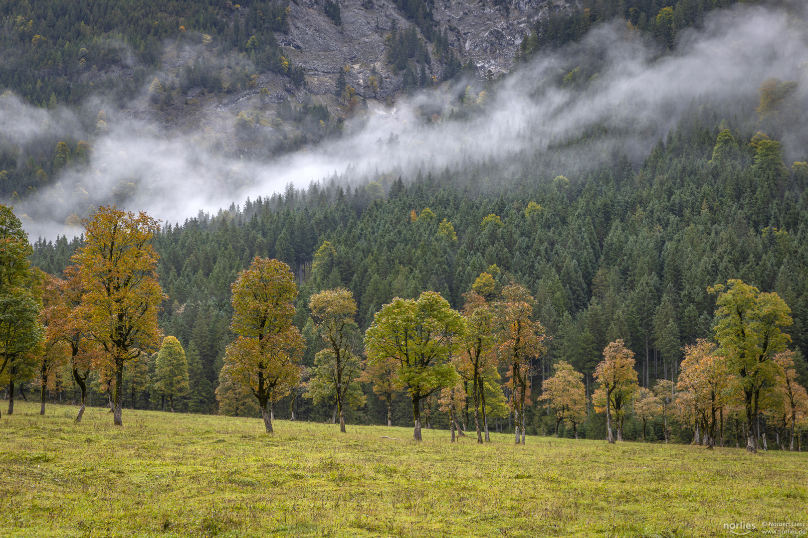 Bäume mit Nebel