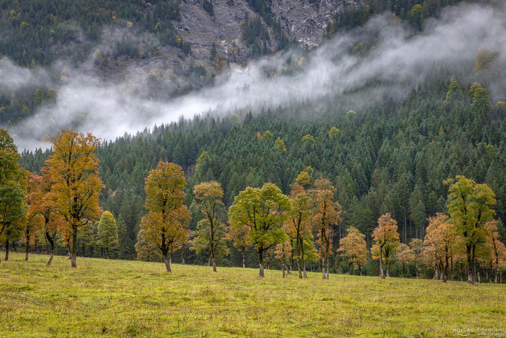 Bäume mit Nebel