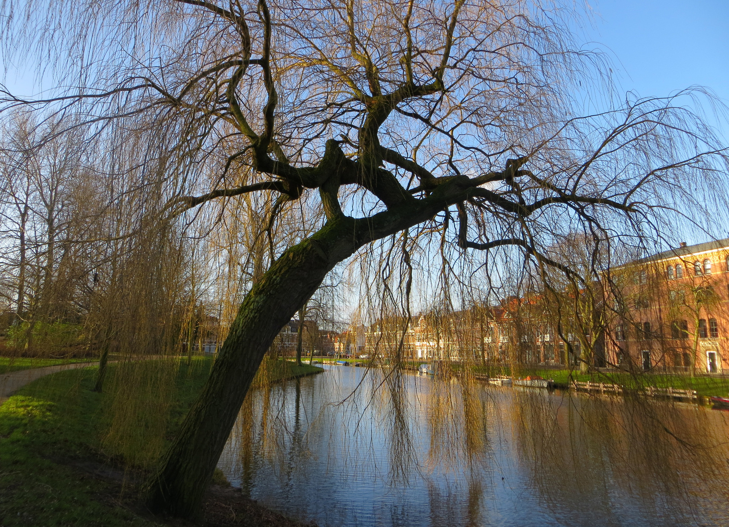 Bäume mit Persönlichkeit 3