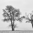 Bäume mit Schnee