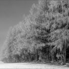 Bäume mit Schnee