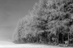 Bäume mit Schnee