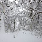 Bäume mit Schnee