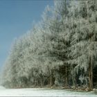 Bäume mit Schnee