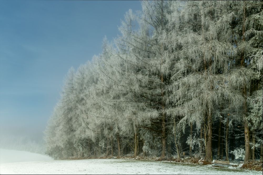 Bäume mit Schnee