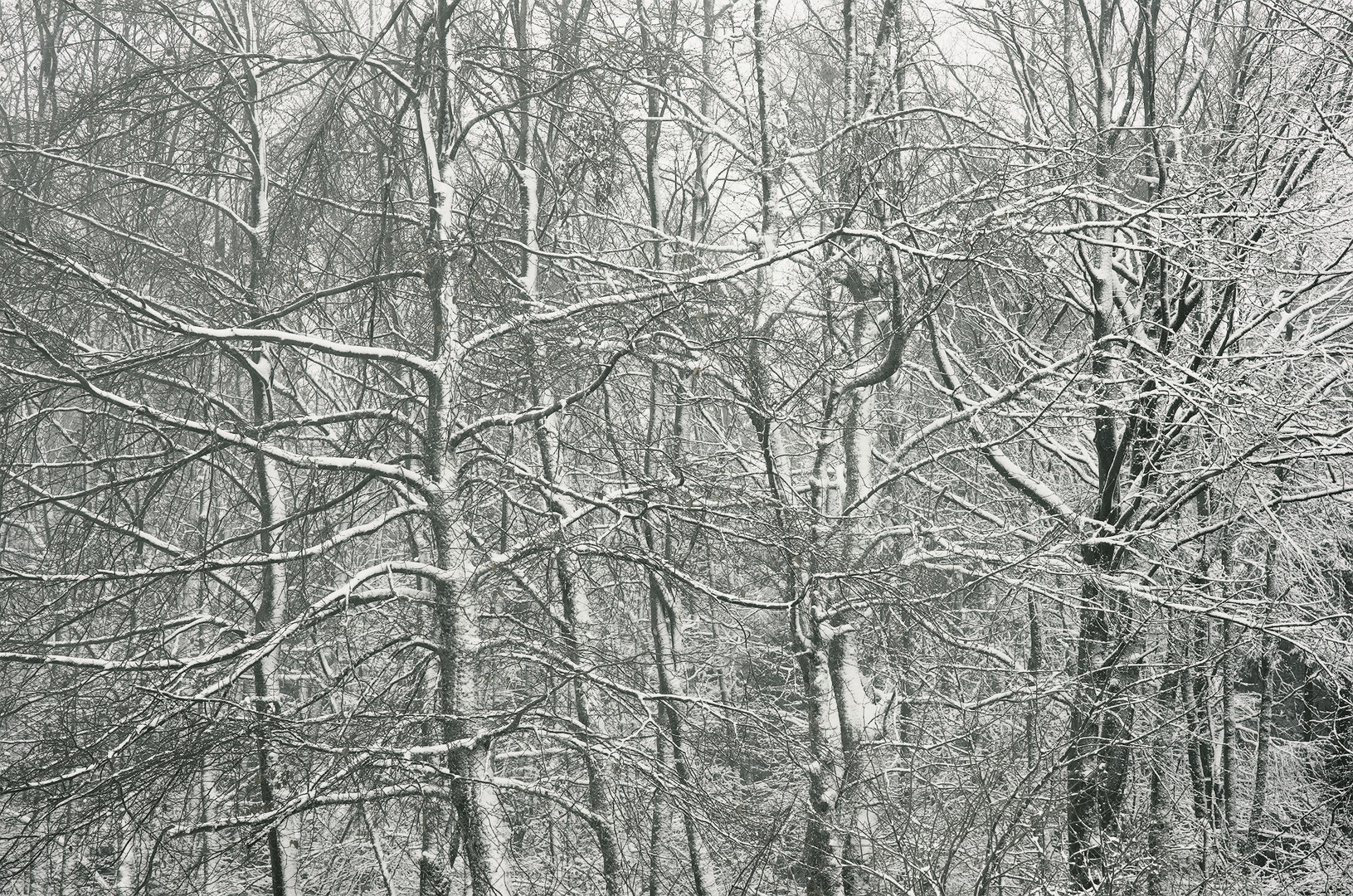 Bäume mit Schneedecke