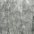 Bäume mit Schneedecke