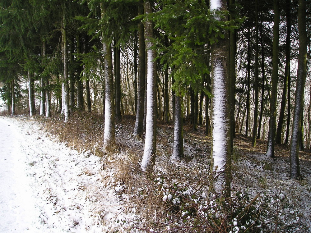 Bäume mit weißen Schürzen
