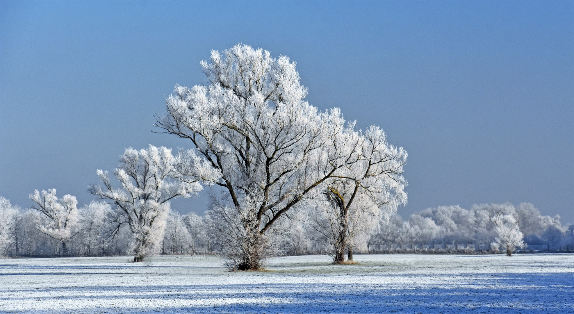 Bäume mit winterlichem Rauhreif....