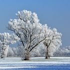 Bäume mit winterlichem Rauhreif....