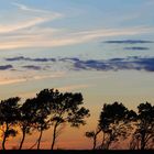 Bäume mit Wolken in der Abenddämmerung an der Ostsee	