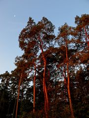Bäume, Morgenrot und der Mond