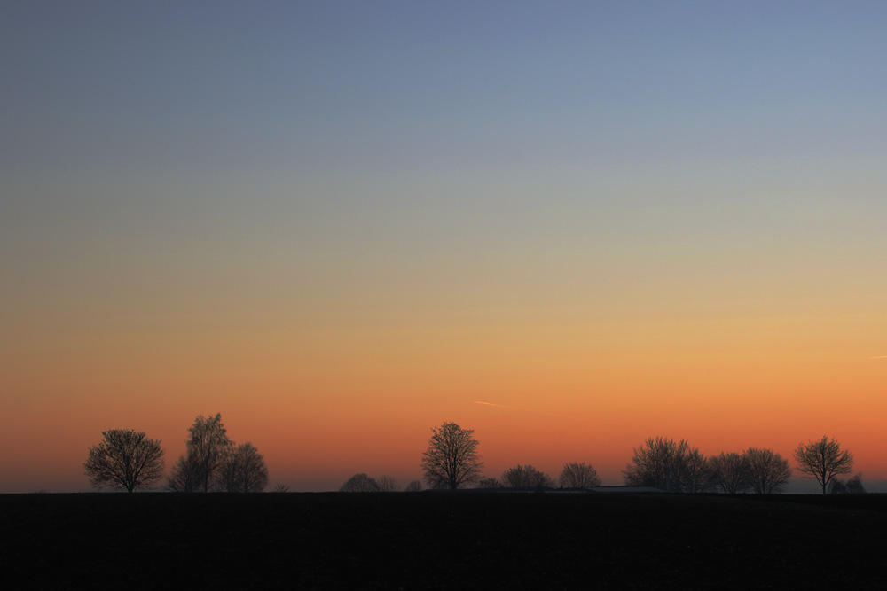 Bäume nach Sonnenuntergang