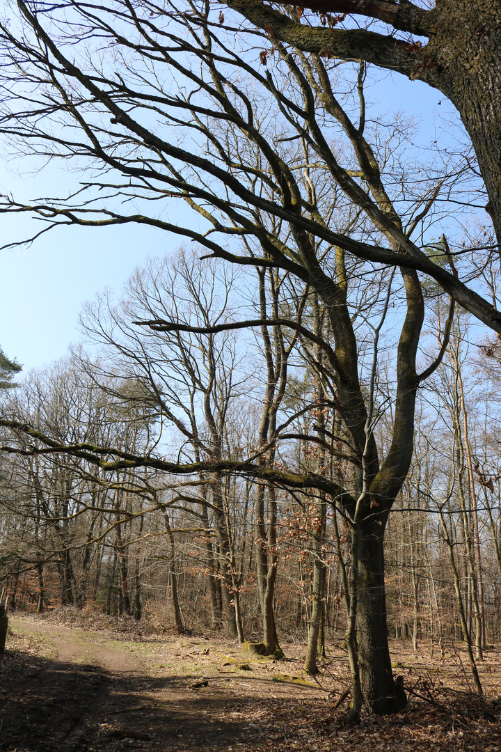 Bäume ohne Laub Foto & Bild bäume, natur, allee Bilder auf