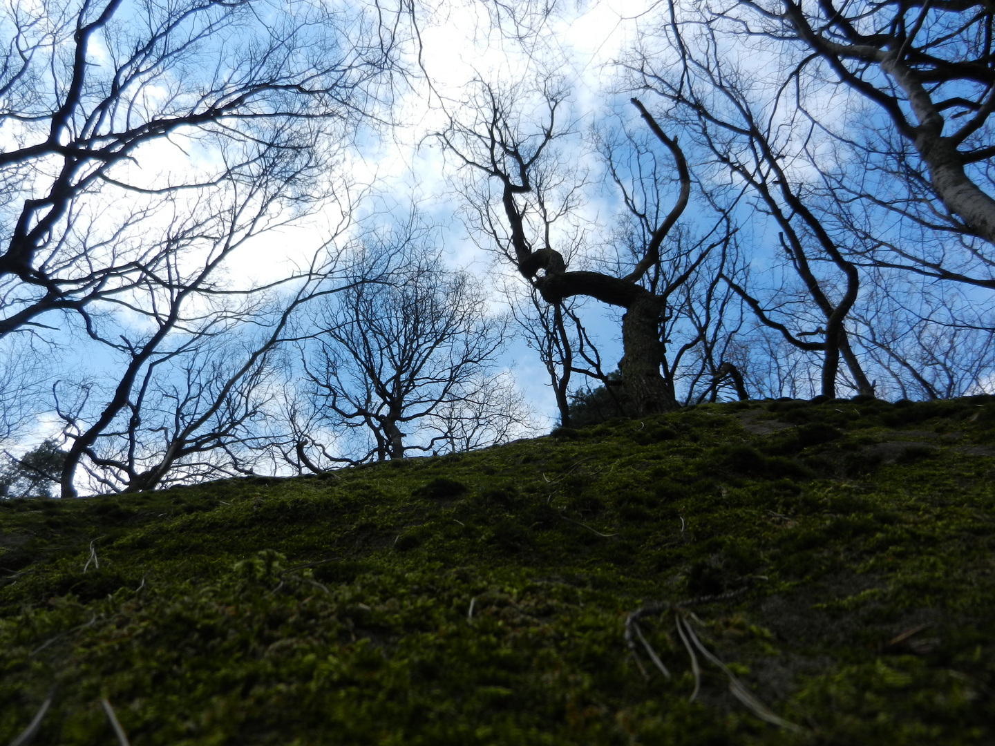 Bäume ragen in den Himmel