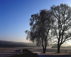 Bäume Reutehof