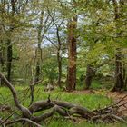 Bäume rund um den Schafstein in der Rhön