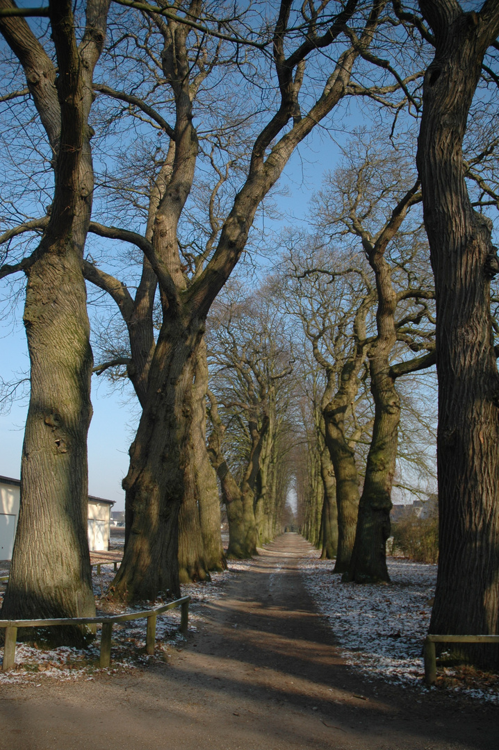 Bäume säumen unsere Wege