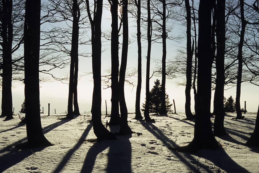 Bäume, Schatten, Winter