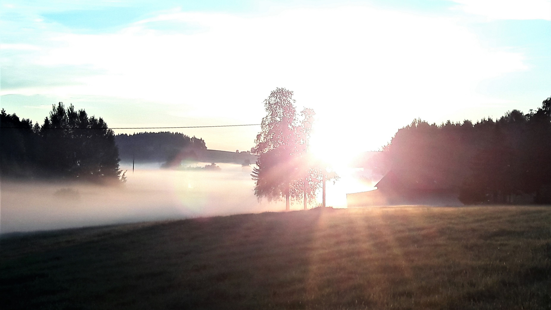 Bäume schemenhaft im und unter dem Nebel