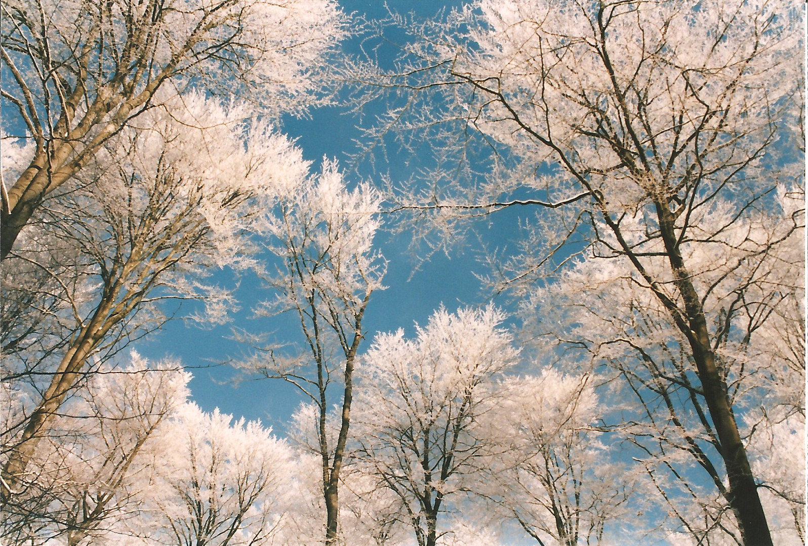 Bäume-Schnee-Himmel