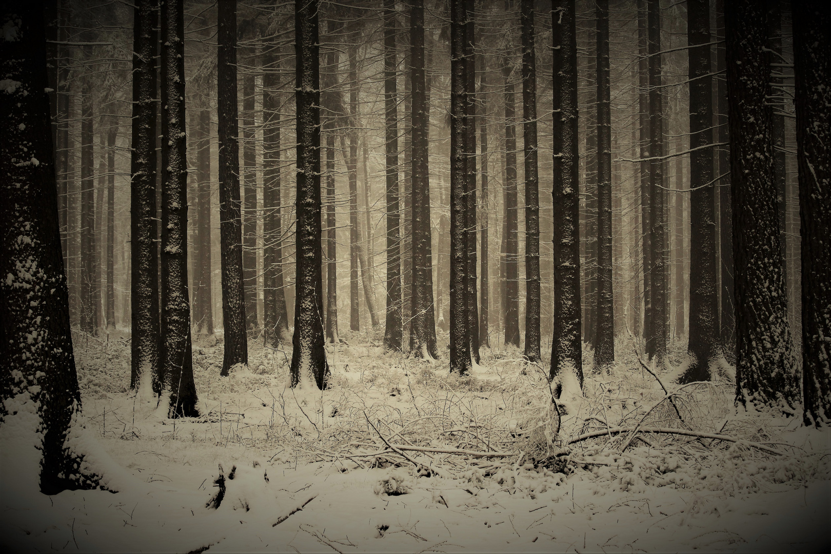 Bäume-Schnee-Nebel