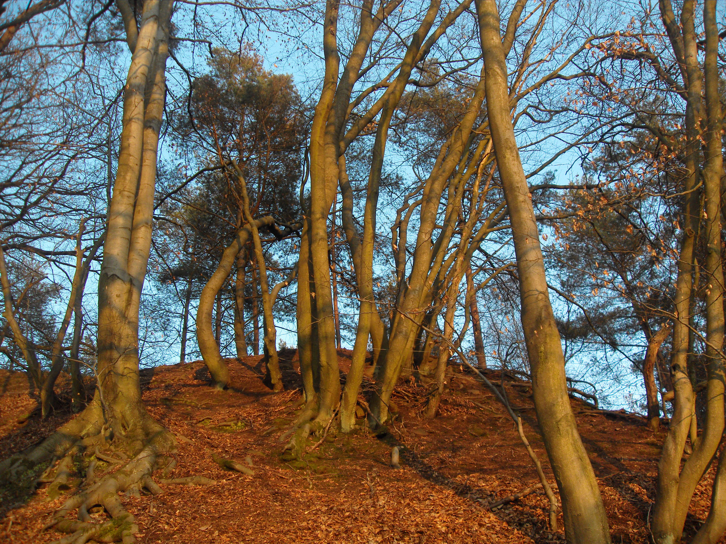 Bäume sehnen sich auch nach Sonne und blauem Himmel