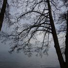 Bäume Silhouetten am Zürichsee