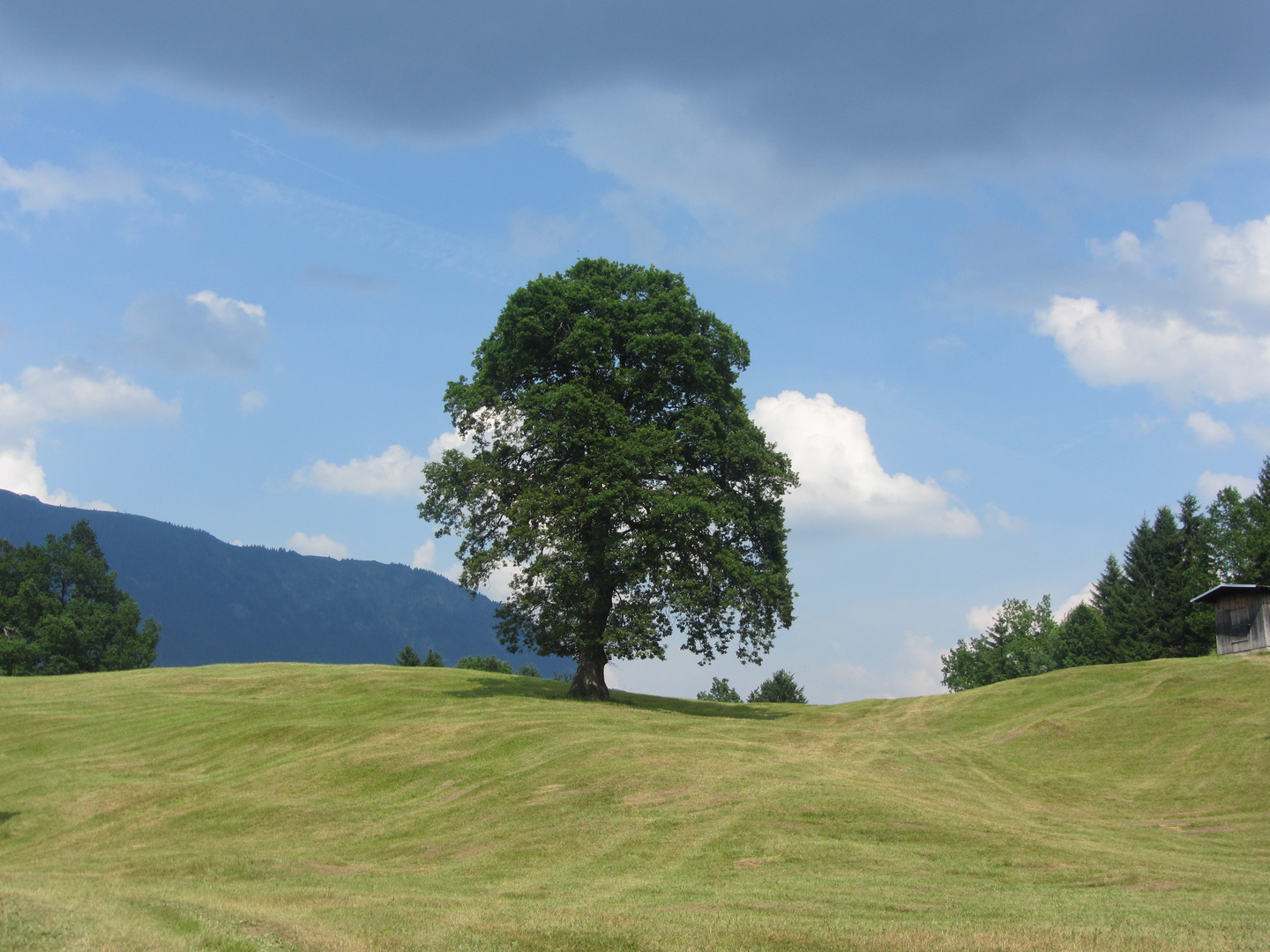 Bäume sind Gedichte, die die Erde in den Himmel schreibt.