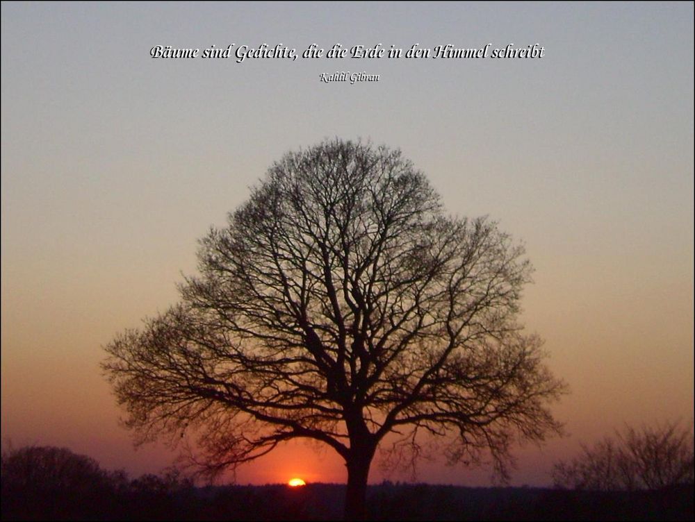 Baume Sind Gedichte Die Die Erde In Den Himmel Schreibt Khalil Gibran Foto Bild Sonnenuntergange Himmel Universum Baume Sind Gedichte Bilder Auf Fotocommunity
