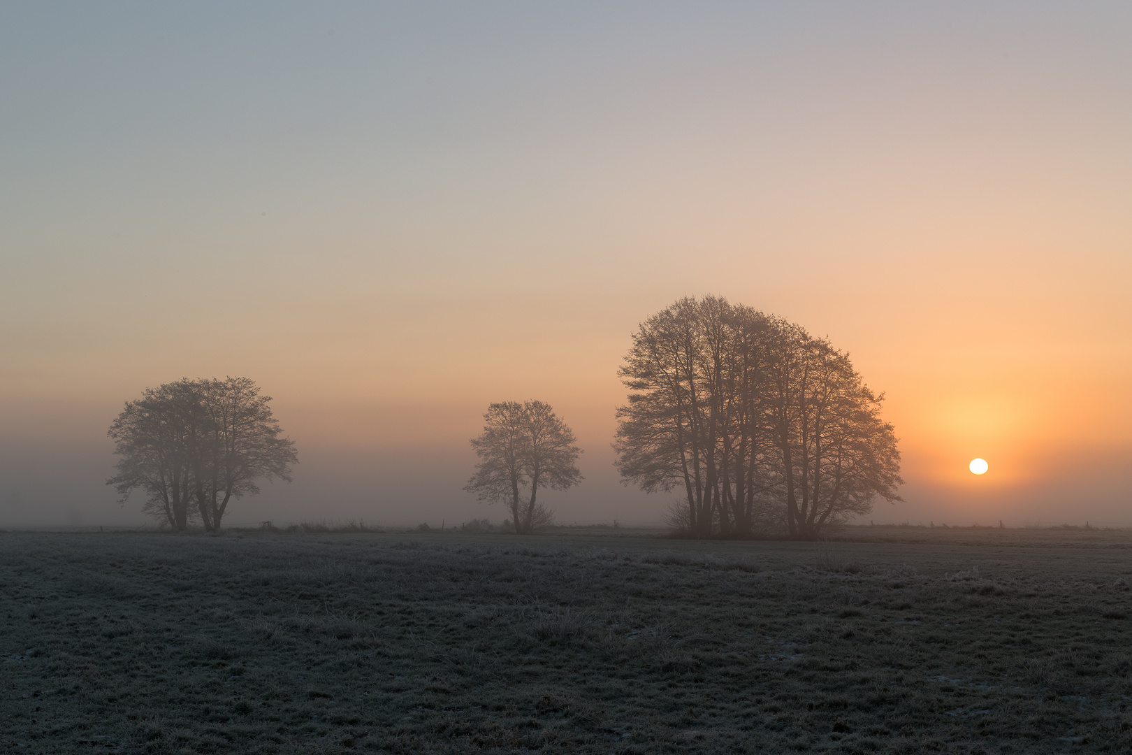 Bäume Sonnenuntergang