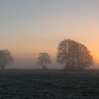 Bäume Sonnenuntergang