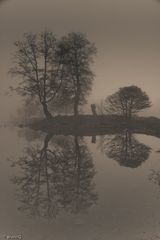 Bäume spiegeln sich im Morgendunst im Wasser