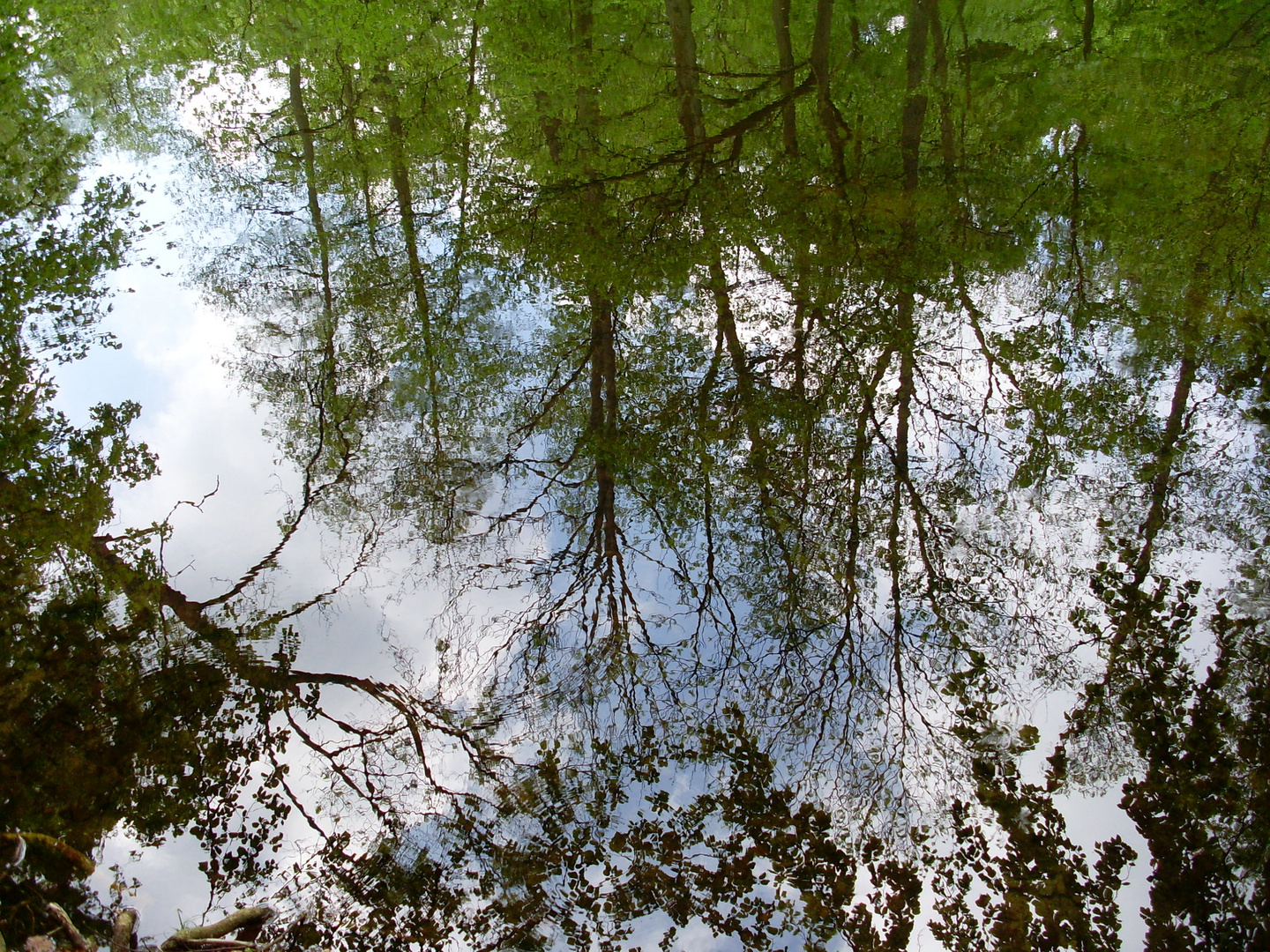 Bäume spiegeln sich im Teich