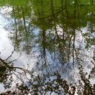 Bäume spiegeln sich im Teich