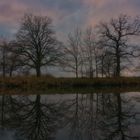 Bäume spiegeln sich im Wasser