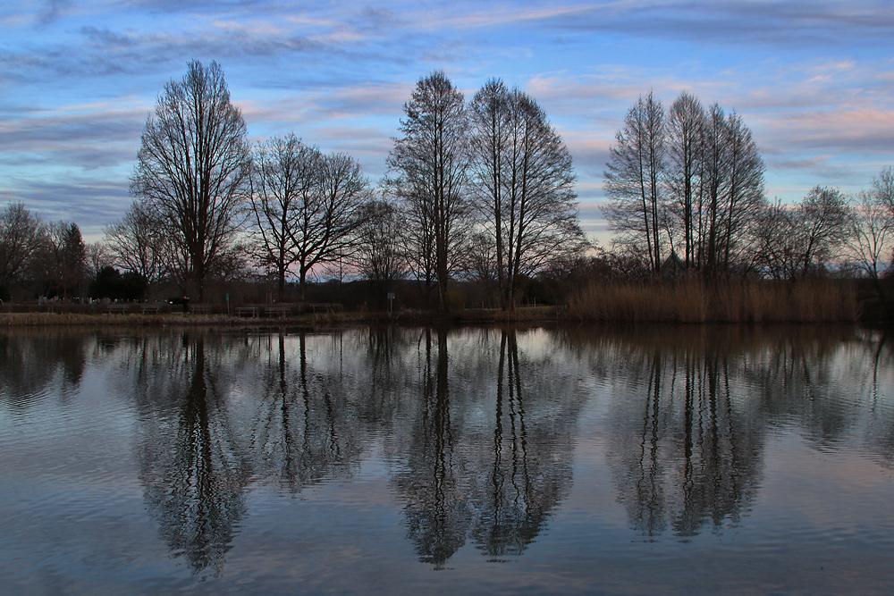 Bäume spiegeln sich im Weiher