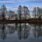 Bäume spiegeln sich im Weiher