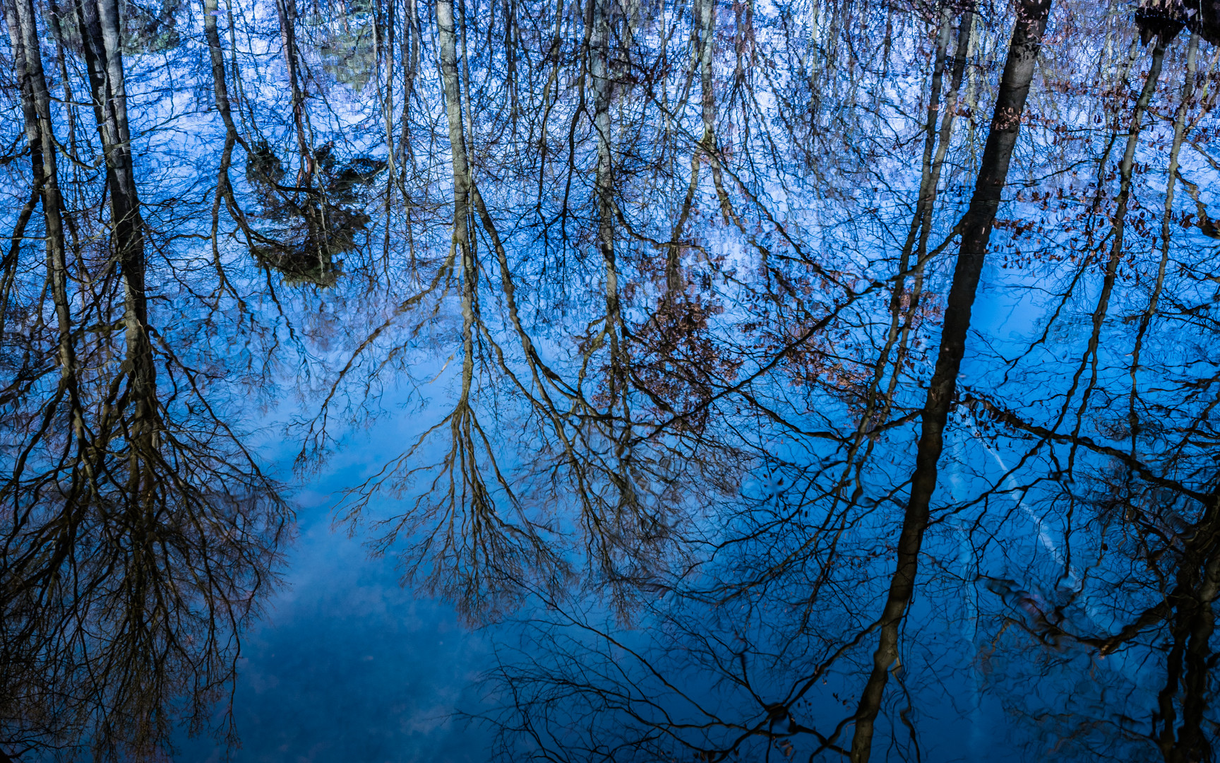 Bäume spiegeln sich in einem Bach