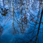 Bäume spiegeln sich in einem Bach