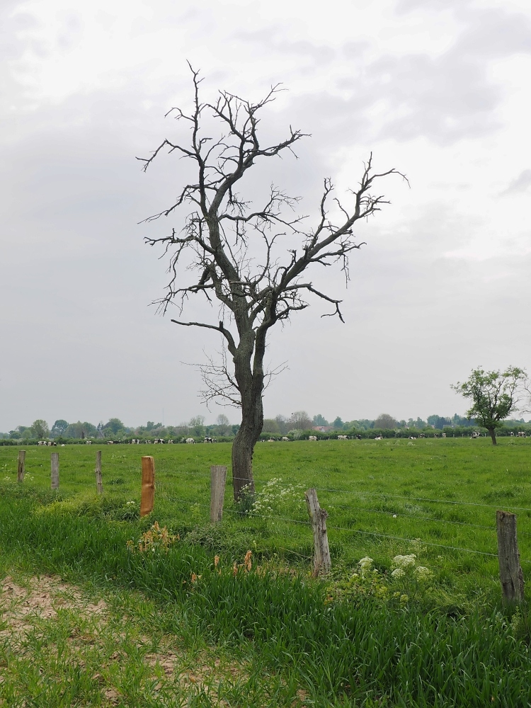 Bäume sterben im Stehen