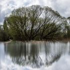 Bäume, Sträucher, Himmel ...